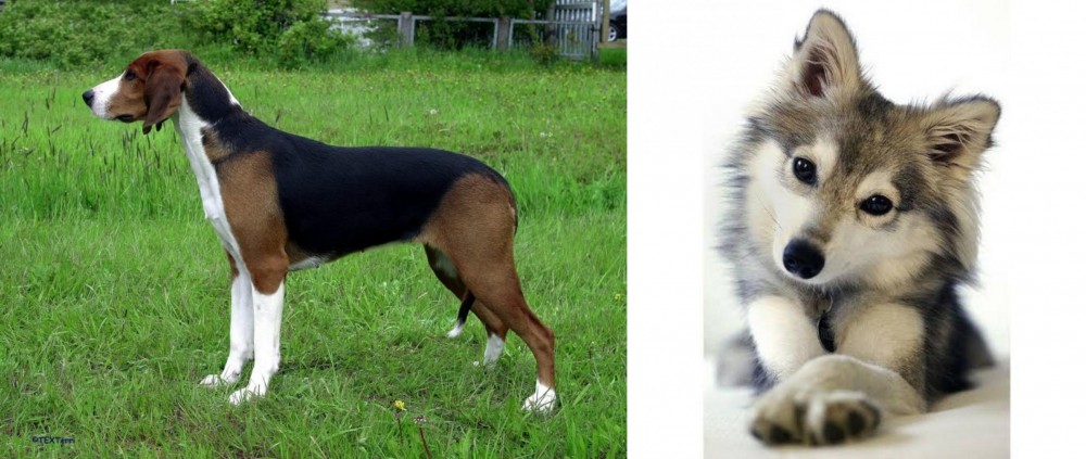 Miniature Siberian Husky vs Finnish Hound - Breed Comparison