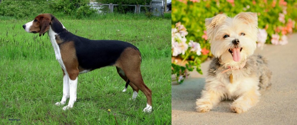 Morkie vs Finnish Hound - Breed Comparison