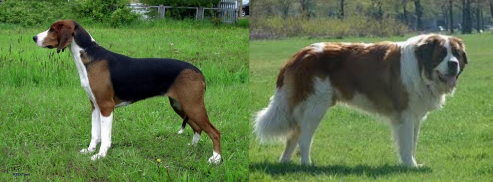 Moscow Watchdog vs Finnish Hound - Breed Comparison