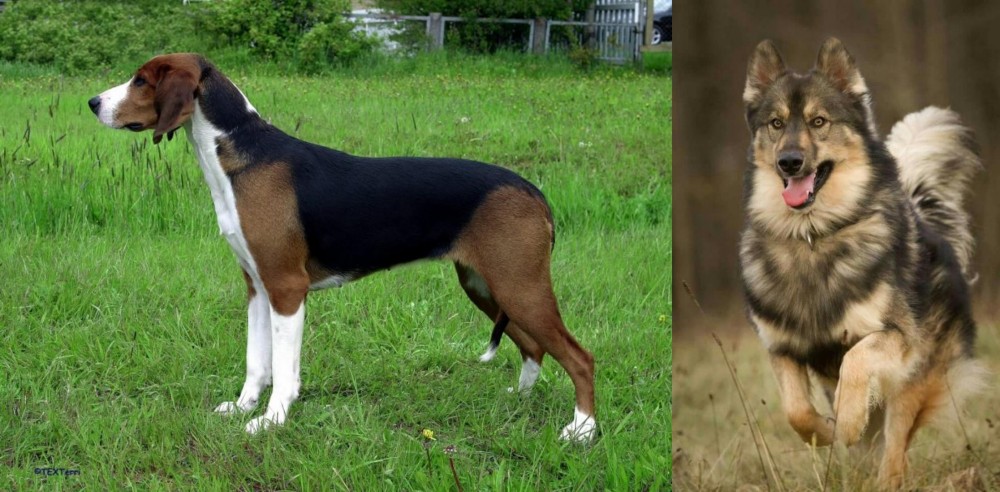 Native American Indian Dog vs Finnish Hound - Breed Comparison