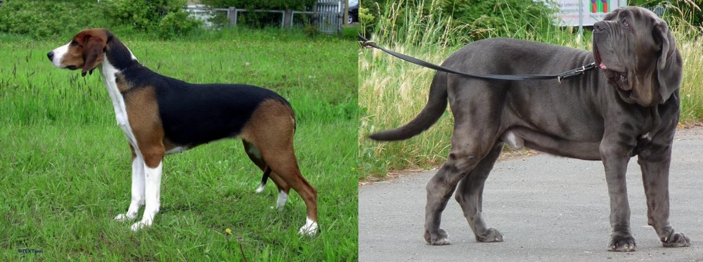 Neapolitan Mastiff vs Finnish Hound - Breed Comparison