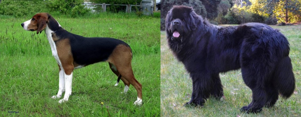 Newfoundland Dog vs Finnish Hound - Breed Comparison
