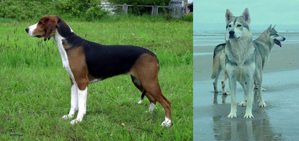 Northern Inuit Dog vs Finnish Hound - Breed Comparison
