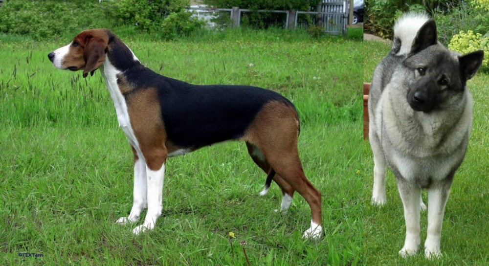 Norwegian Elkhound vs Finnish Hound - Breed Comparison