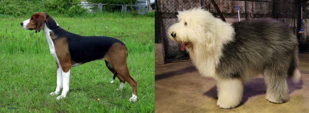 Old English Sheepdog vs Finnish Hound - Breed Comparison