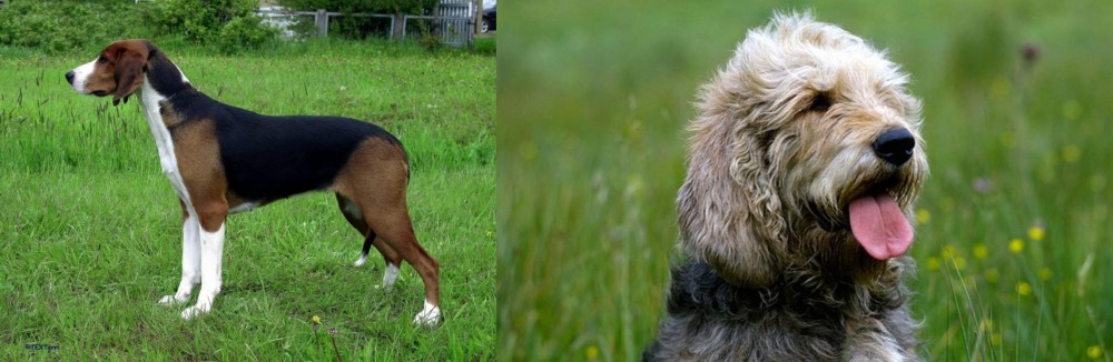 Otterhound vs Finnish Hound - Breed Comparison