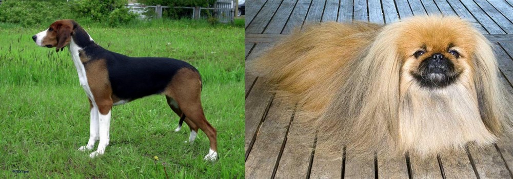 Pekingese vs Finnish Hound - Breed Comparison