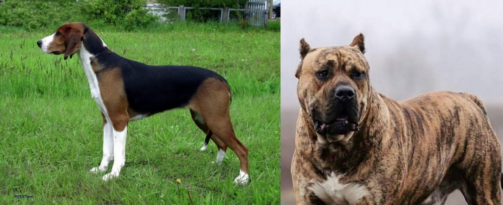 Perro de Presa Canario vs Finnish Hound - Breed Comparison
