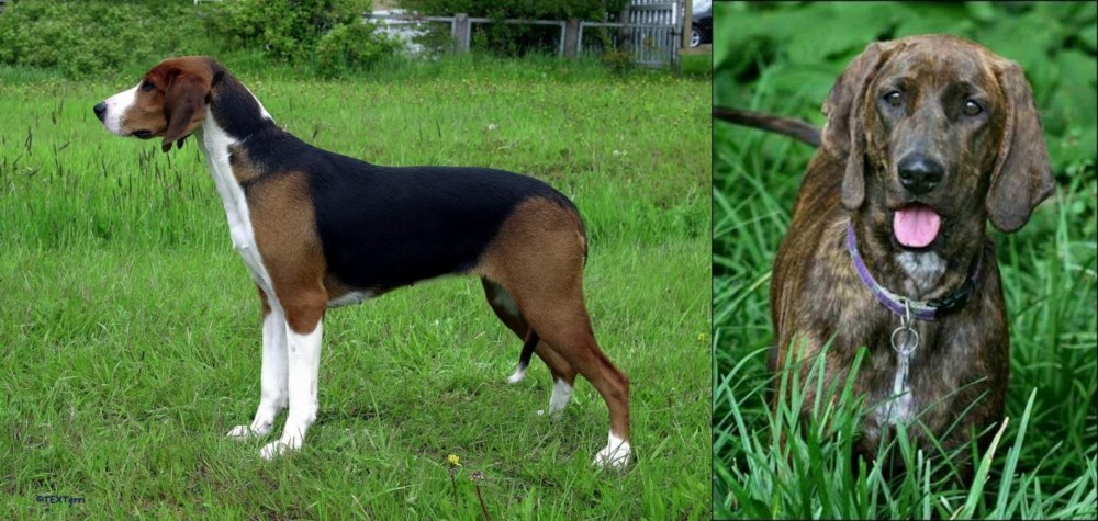 Plott Hound vs Finnish Hound - Breed Comparison