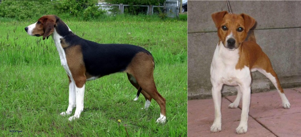 Plummer Terrier vs Finnish Hound - Breed Comparison