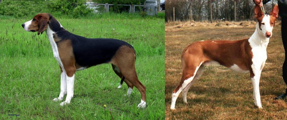 Podenco Canario vs Finnish Hound - Breed Comparison