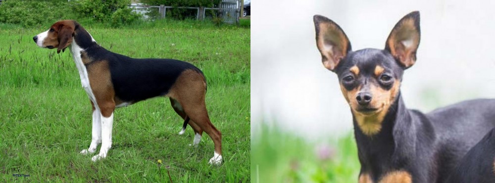 Prazsky Krysarik vs Finnish Hound - Breed Comparison