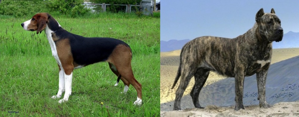 Presa Canario vs Finnish Hound - Breed Comparison
