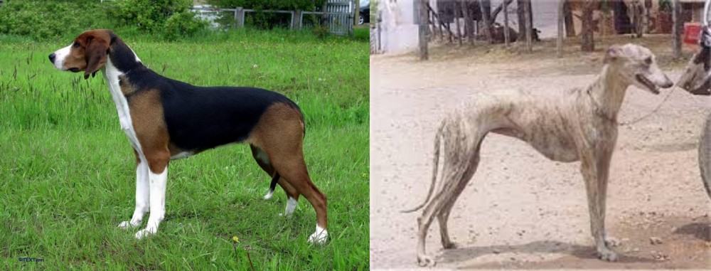 Rampur Greyhound vs Finnish Hound - Breed Comparison