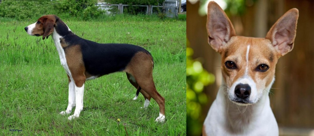Rat Terrier vs Finnish Hound - Breed Comparison