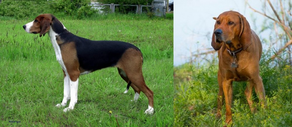 Redbone Coonhound vs Finnish Hound - Breed Comparison
