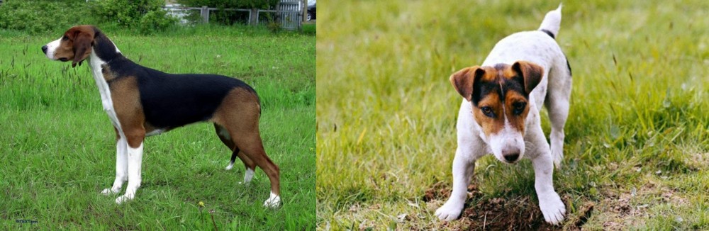 Russell Terrier vs Finnish Hound - Breed Comparison