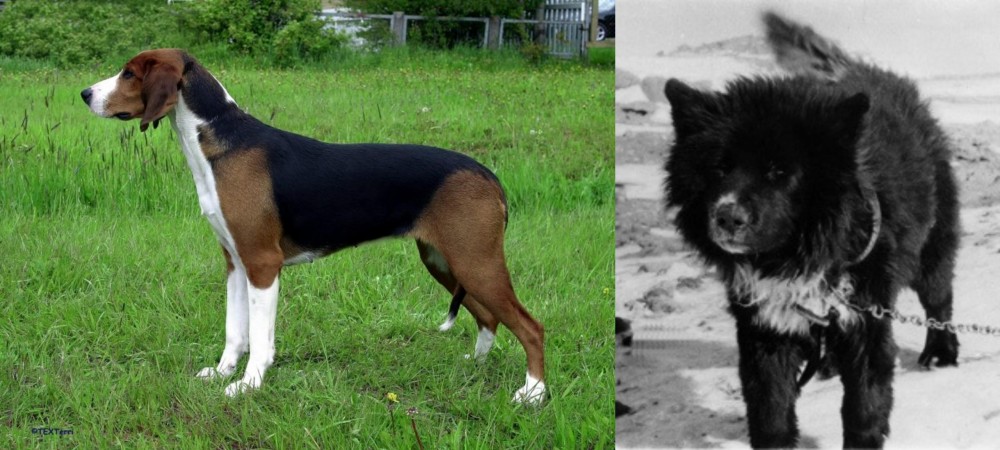 Sakhalin Husky vs Finnish Hound - Breed Comparison