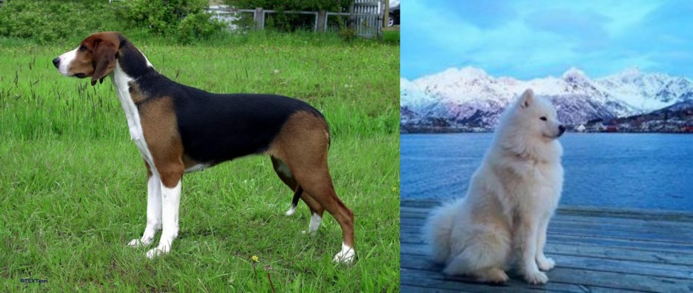 Samoyed vs Finnish Hound - Breed Comparison