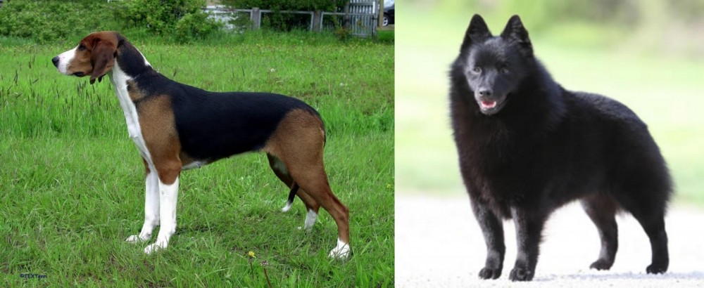 Schipperke vs Finnish Hound - Breed Comparison