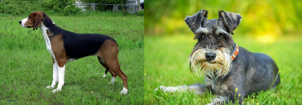 Schnauzer vs Finnish Hound - Breed Comparison