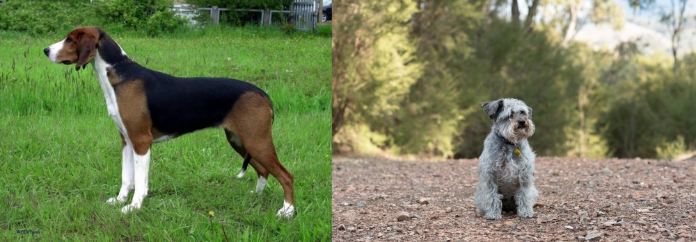 Schnoodle vs Finnish Hound - Breed Comparison