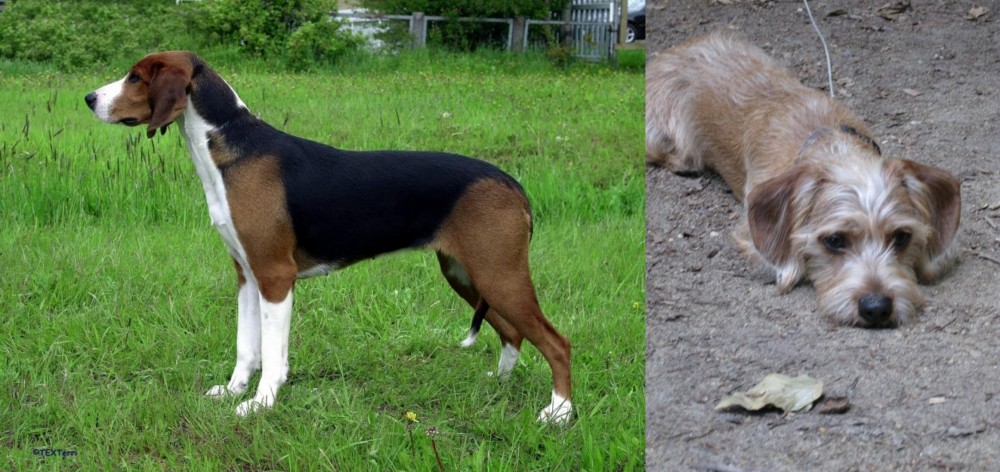 Schweenie vs Finnish Hound - Breed Comparison