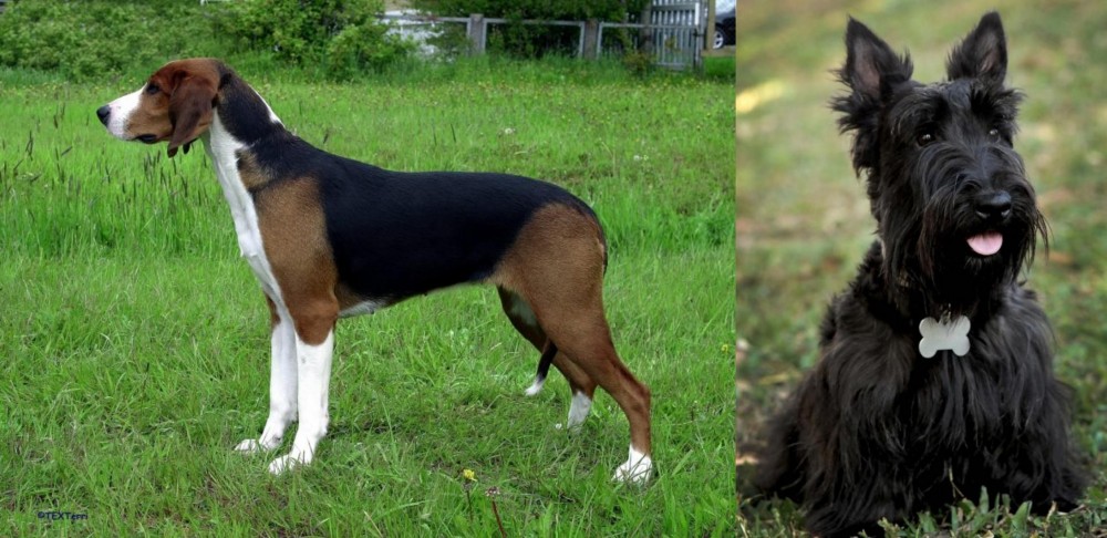 Scoland Terrier vs Finnish Hound - Breed Comparison