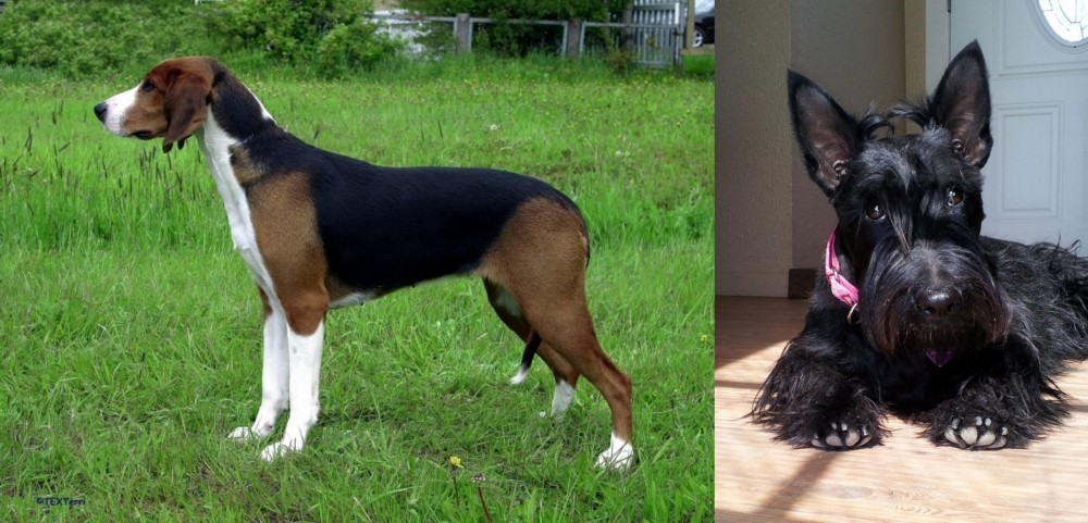 Scottish Terrier vs Finnish Hound - Breed Comparison
