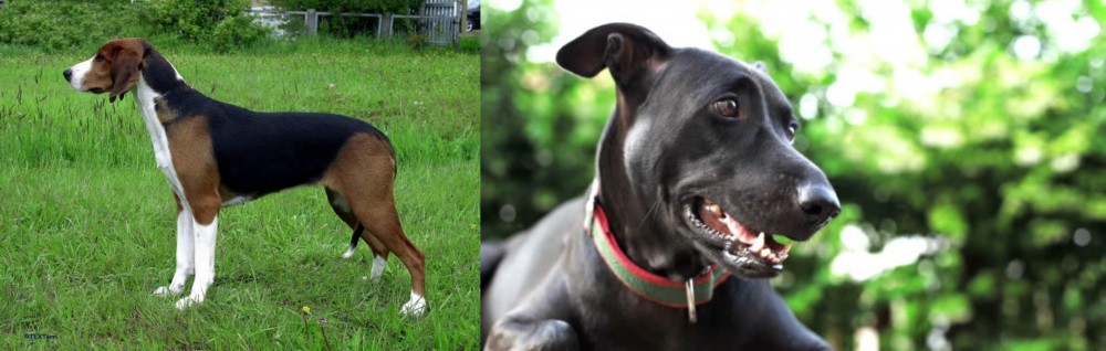 Shepard Labrador vs Finnish Hound - Breed Comparison