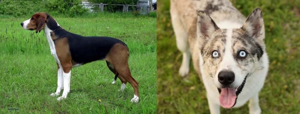 Shepherd Husky vs Finnish Hound - Breed Comparison