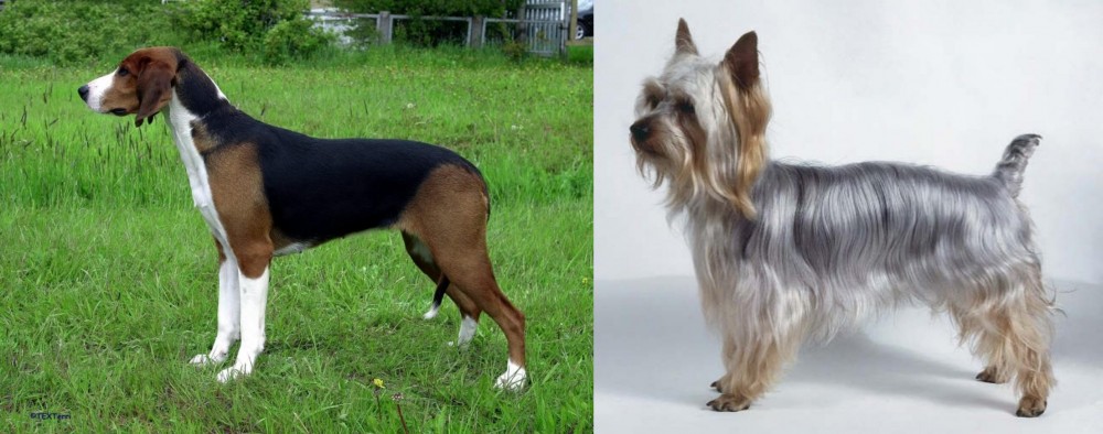 Silky Terrier vs Finnish Hound - Breed Comparison
