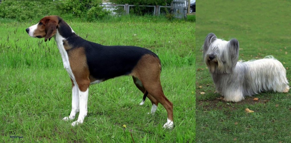 Skye Terrier vs Finnish Hound - Breed Comparison