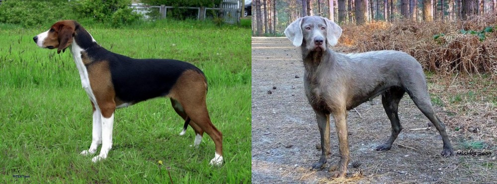 Slovensky Hrubosrsty Stavac vs Finnish Hound - Breed Comparison