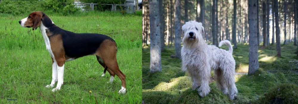 Soft-Coated Wheaten Terrier vs Finnish Hound - Breed Comparison