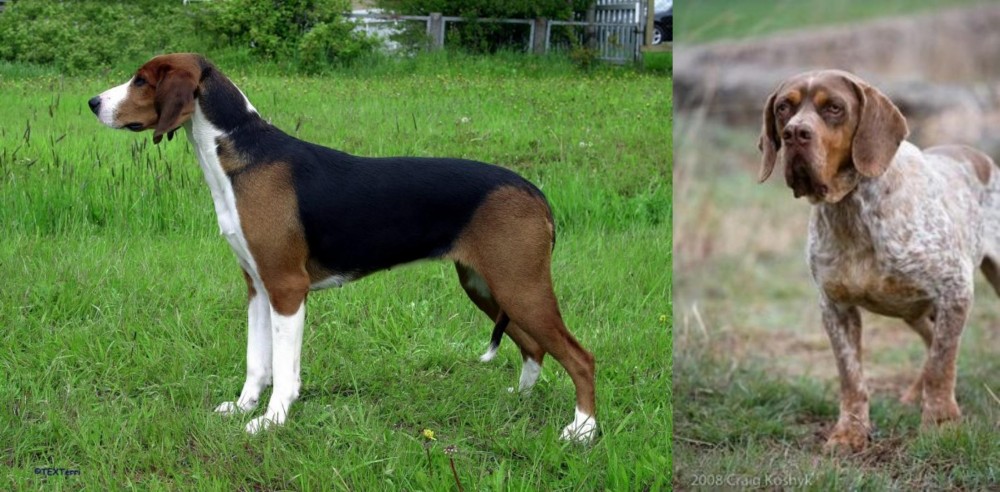 Spanish Pointer vs Finnish Hound - Breed Comparison