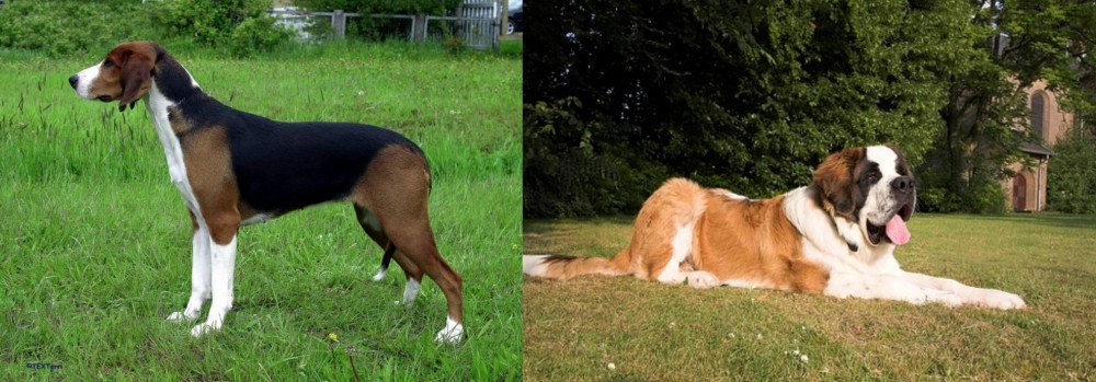 St. Bernard vs Finnish Hound - Breed Comparison