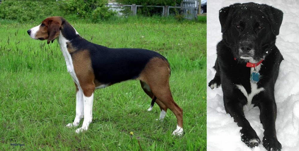 St. John's Water Dog vs Finnish Hound - Breed Comparison