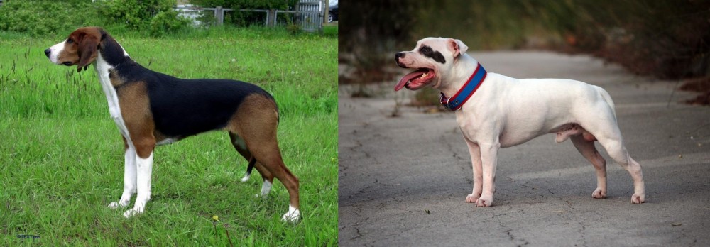 Staffordshire Bull Terrier vs Finnish Hound - Breed Comparison