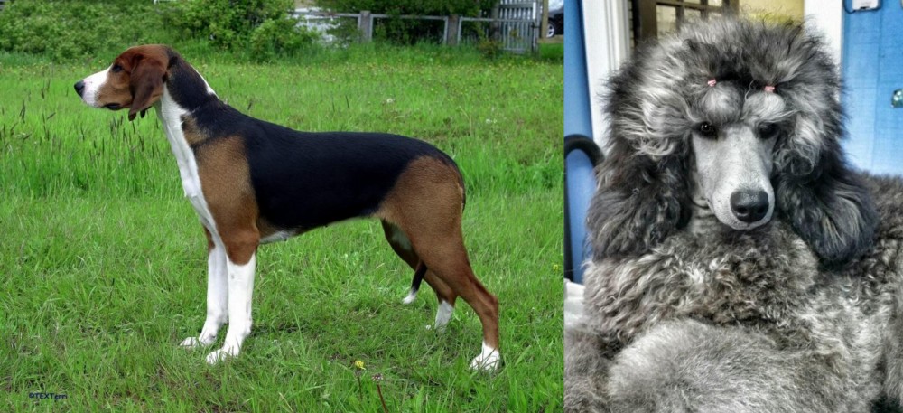 Standard Poodle vs Finnish Hound - Breed Comparison