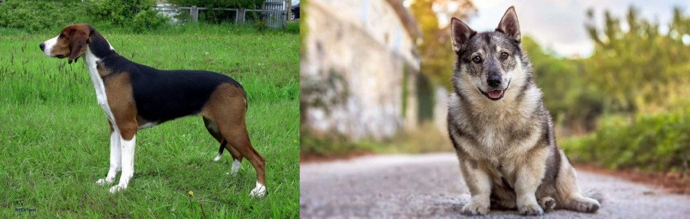 Swedish Vallhund vs Finnish Hound - Breed Comparison