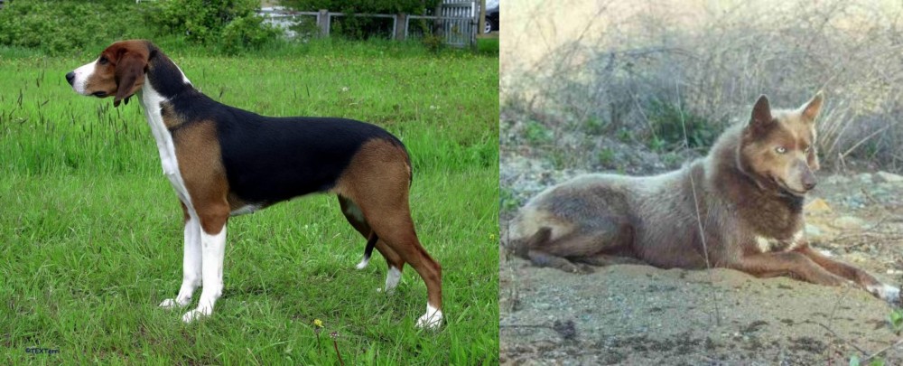 Tahltan Bear Dog vs Finnish Hound - Breed Comparison