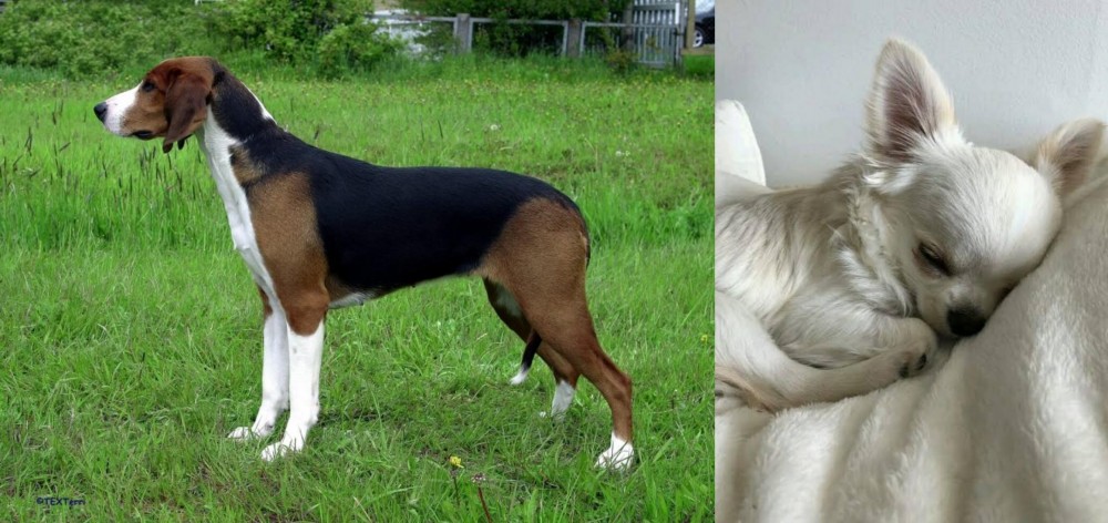 Tea Cup Chihuahua vs Finnish Hound - Breed Comparison