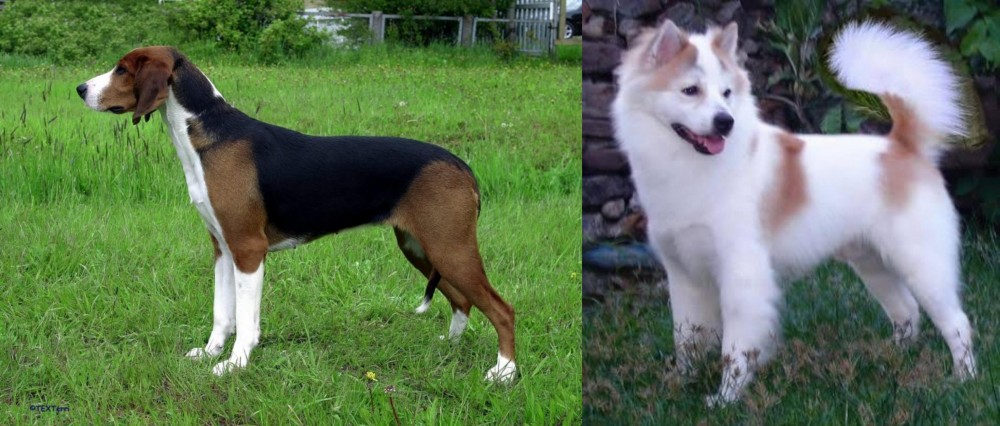 Thai Bangkaew vs Finnish Hound - Breed Comparison
