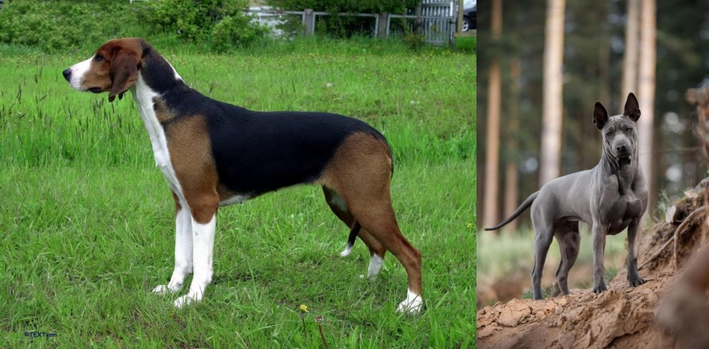 Thai Ridgeback vs Finnish Hound - Breed Comparison