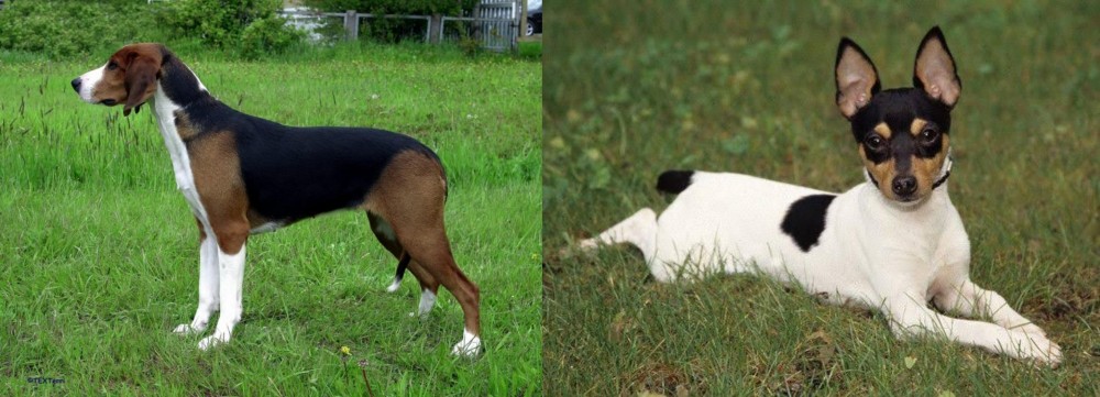 Toy Fox Terrier vs Finnish Hound - Breed Comparison