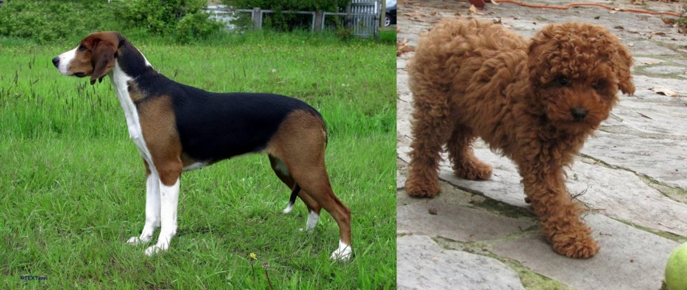 Toy Poodle vs Finnish Hound - Breed Comparison