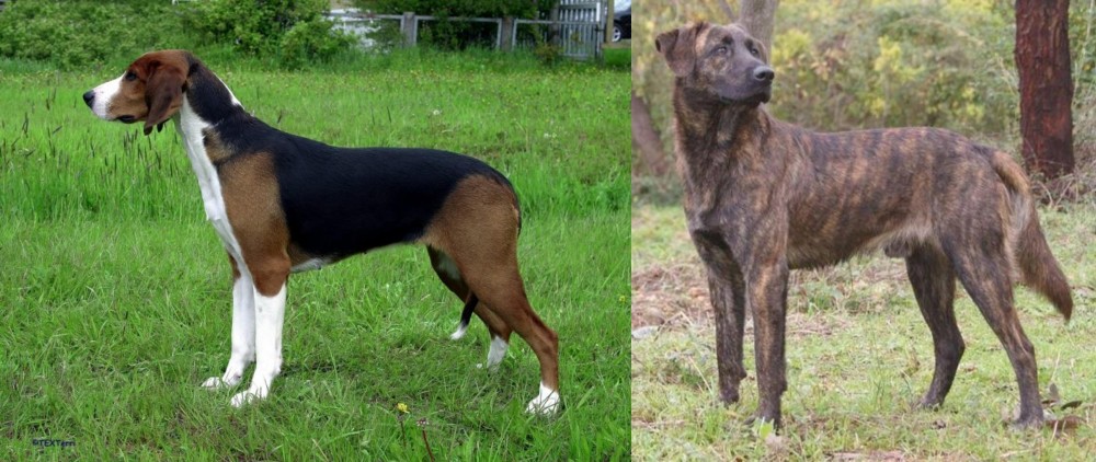 Treeing Tennessee Brindle vs Finnish Hound - Breed Comparison
