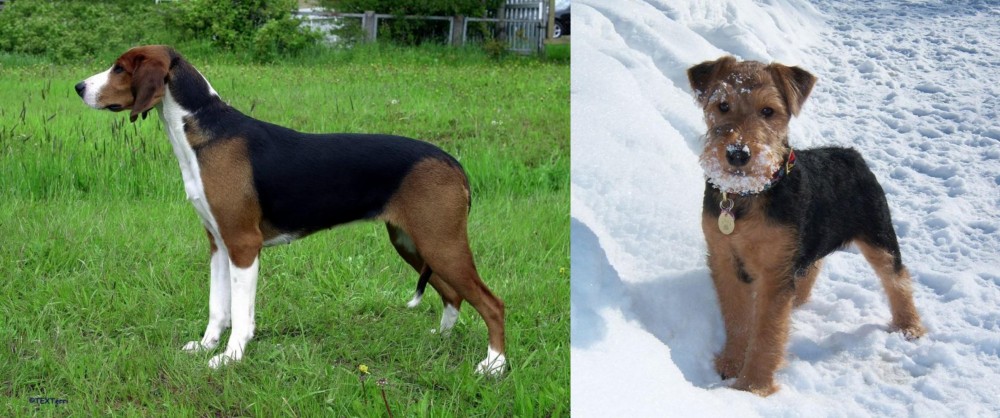Welsh Terrier vs Finnish Hound - Breed Comparison