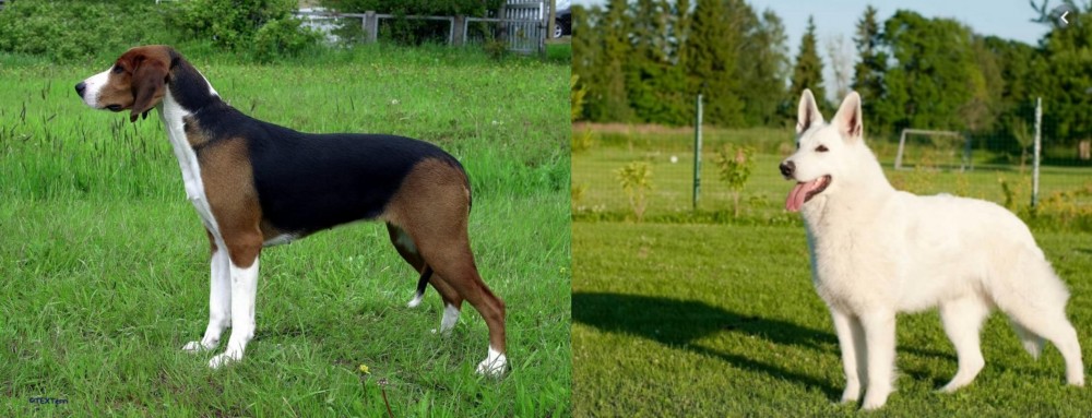 White Shepherd vs Finnish Hound - Breed Comparison